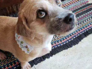 Cachorro raça SRD idade 6 ou mais anos nome Belinha