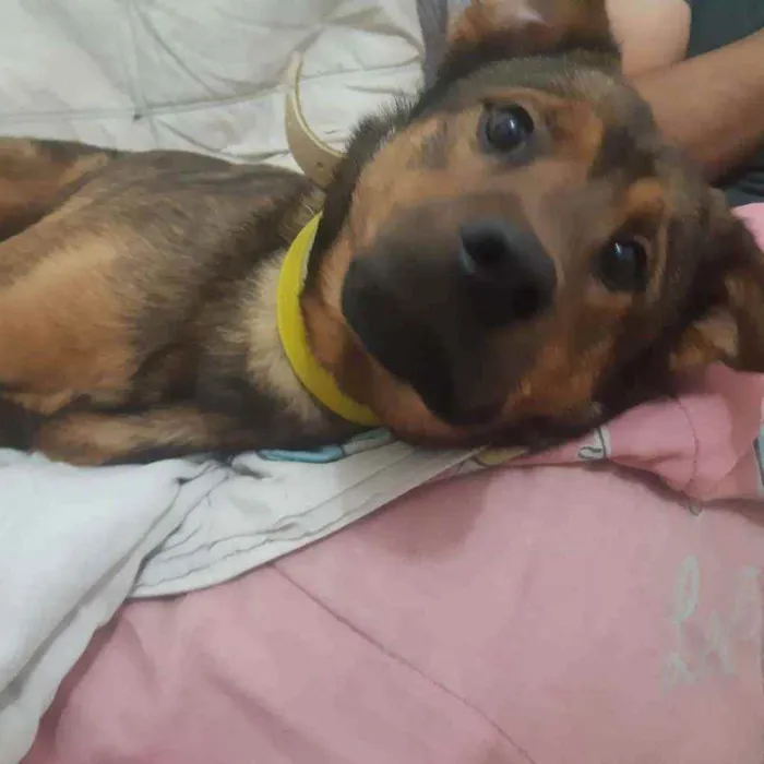 Cachorro ra a Pastor alemão com vira lata  idade 2 a 6 meses nome Bethoven 