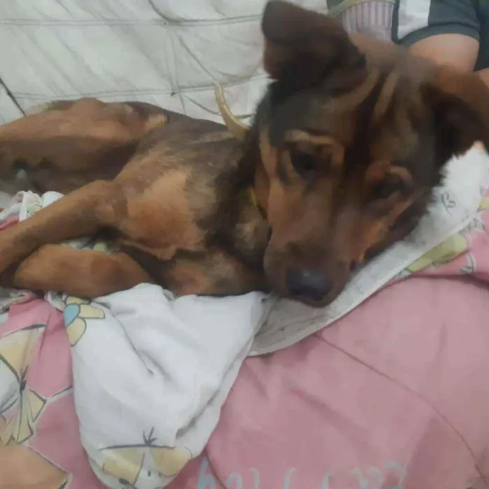 Cachorro ra a Pastor alemão com vira lata  idade 2 a 6 meses nome Bethoven 