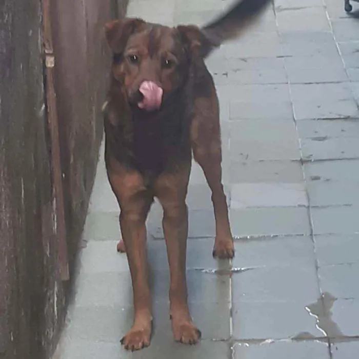 Cachorro ra a Pastor alemão com vira lata  idade 2 a 6 meses nome Bethoven 
