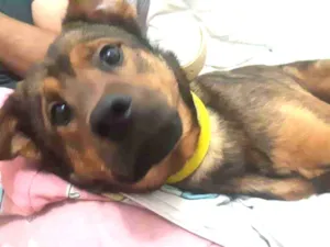 Cachorro raça Pastor alemão com vira lata  idade 2 a 6 meses nome Bethoven 