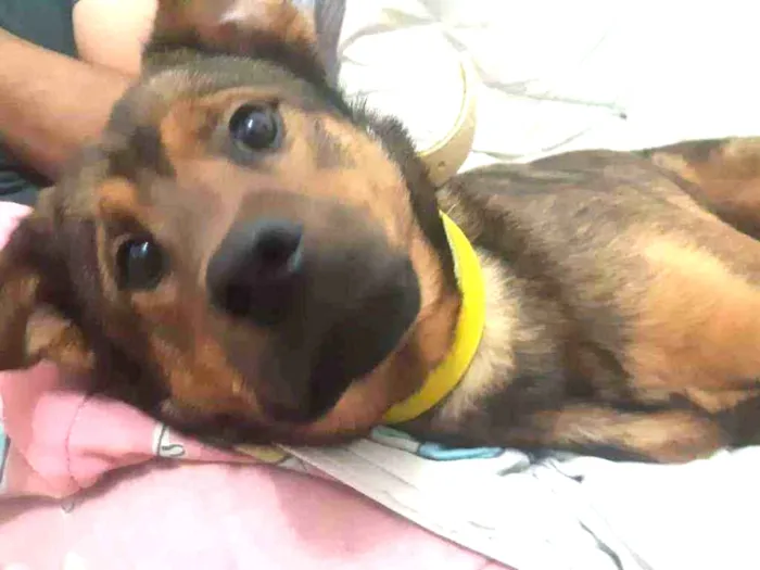 Cachorro ra a Pastor alemão com vira lata  idade 2 a 6 meses nome Bethoven 