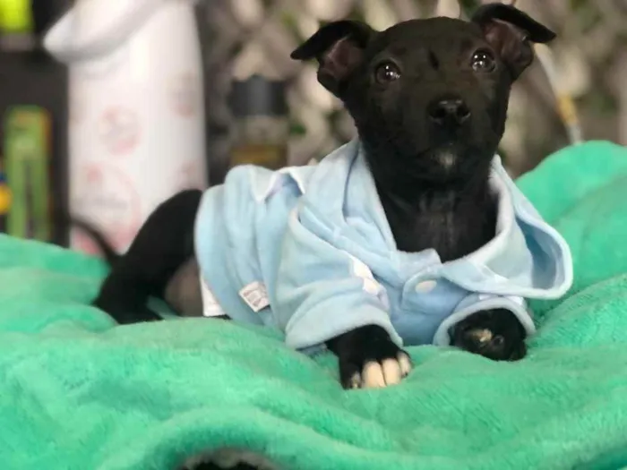 Cachorro ra a Sem Raça Definida idade 2 a 6 meses nome YOSHI