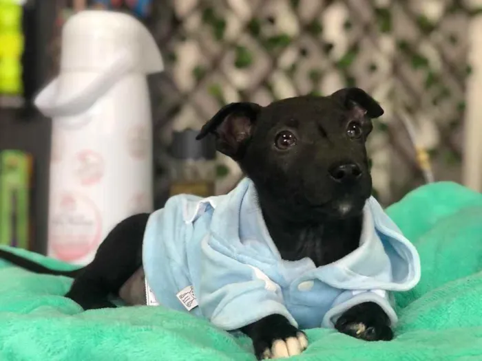 Cachorro ra a Sem Raça Definida idade 2 a 6 meses nome YOSHI