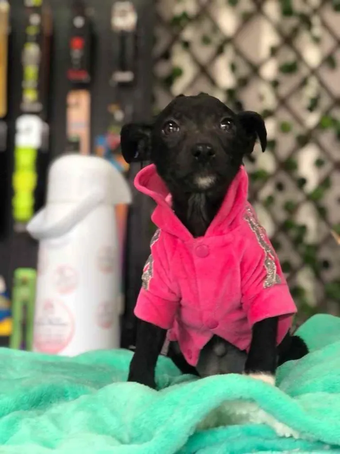 Cachorro ra a Sem raça definida  idade 2 a 6 meses nome SUZUKI 
