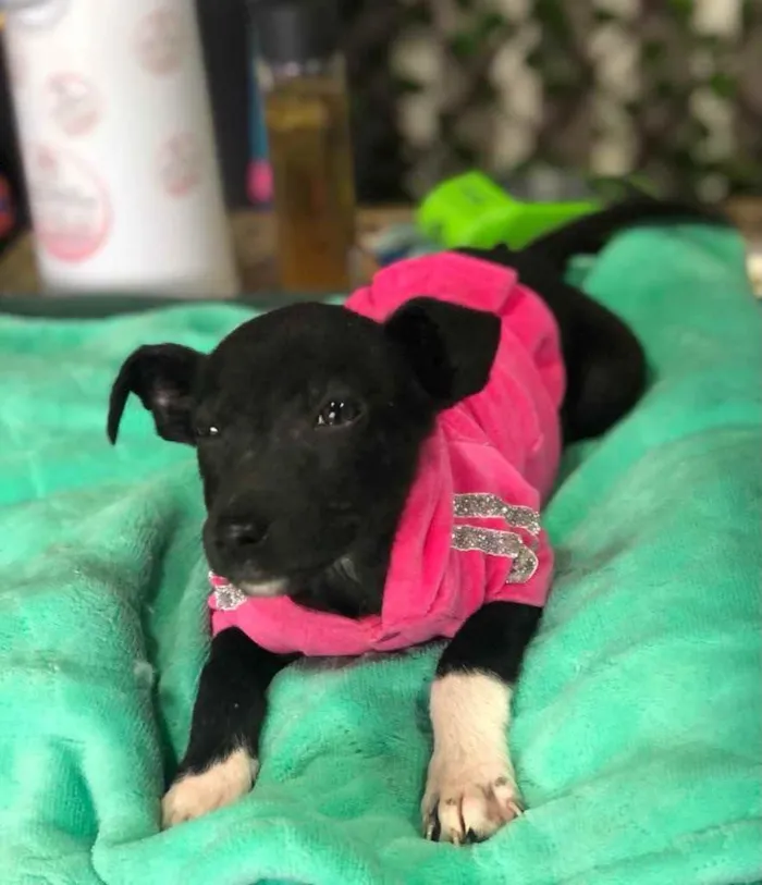 Cachorro ra a Sem raça definida  idade 2 a 6 meses nome SUZUKI 