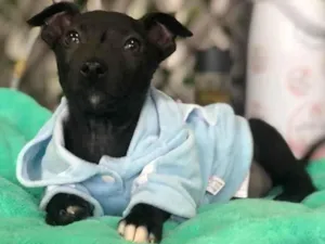 Cachorro raça Sem Raça Definida idade 2 a 6 meses nome YOSHI