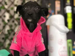 Cachorro raça Sem raça definida  idade 2 a 6 meses nome SUZUKI 