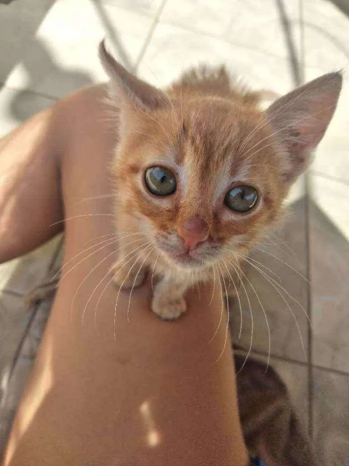 Gato ra a  idade Abaixo de 2 meses nome Loui