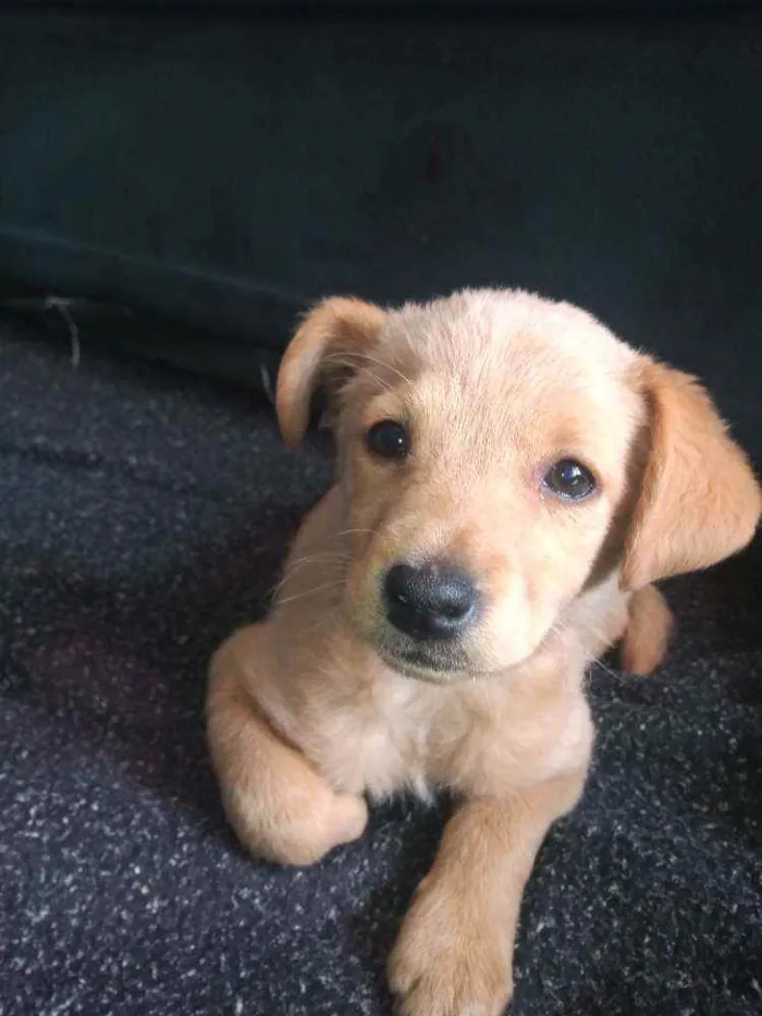 Cachorro ra a Sem raça idade 2 a 6 meses nome Sem nome