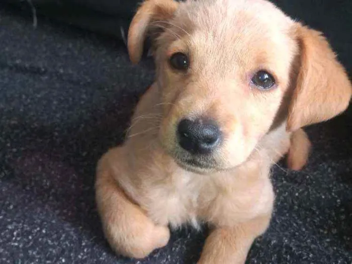 Cachorro ra a Sem raça idade 2 a 6 meses nome Sem nome