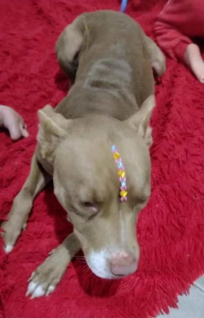 Cachorro ra a Pitbull  idade 1 ano nome Jade 