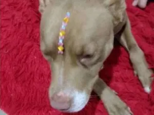 Cachorro raça Pitbull  idade 1 ano nome Jade 