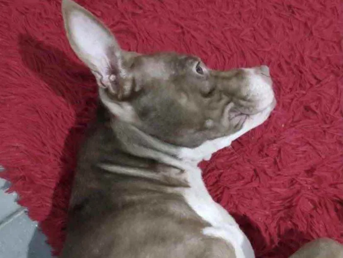 Cachorro ra a Pitbull  idade 1 ano nome Jade 
