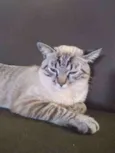 Michi