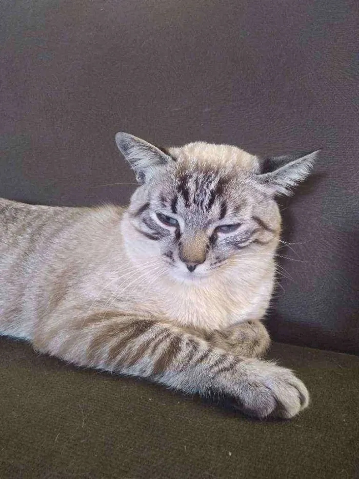 Gato ra a Ele é de raça idade 2 a 6 meses nome Michi