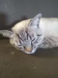 Michi
