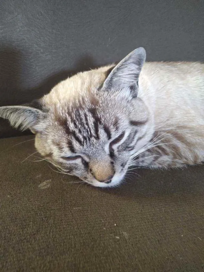 Gato ra a Ele é de raça idade 2 a 6 meses nome Michi