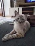 Michi