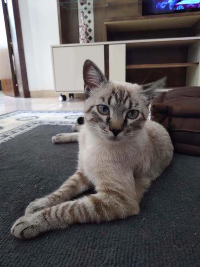 Gato ra a Ele é de raça idade 2 a 6 meses nome Michi