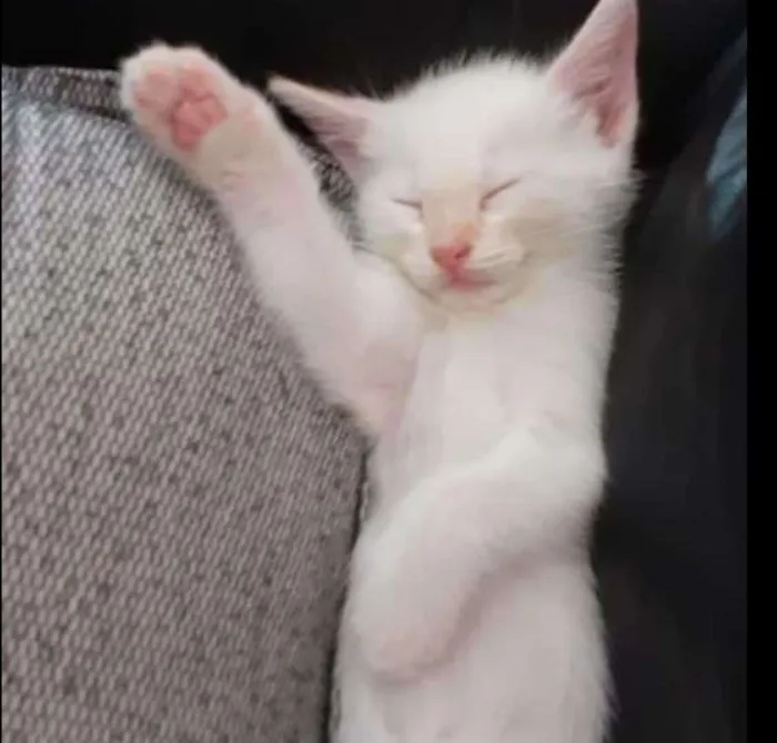 Gato raça Srd idade 2 a 6 meses nome Yumi 