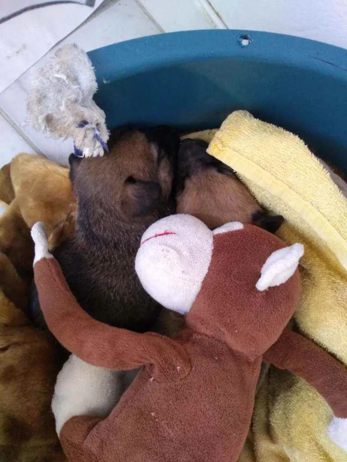 Cachorro ra a Vira lata + Pitbull idade Abaixo de 2 meses nome Filhote