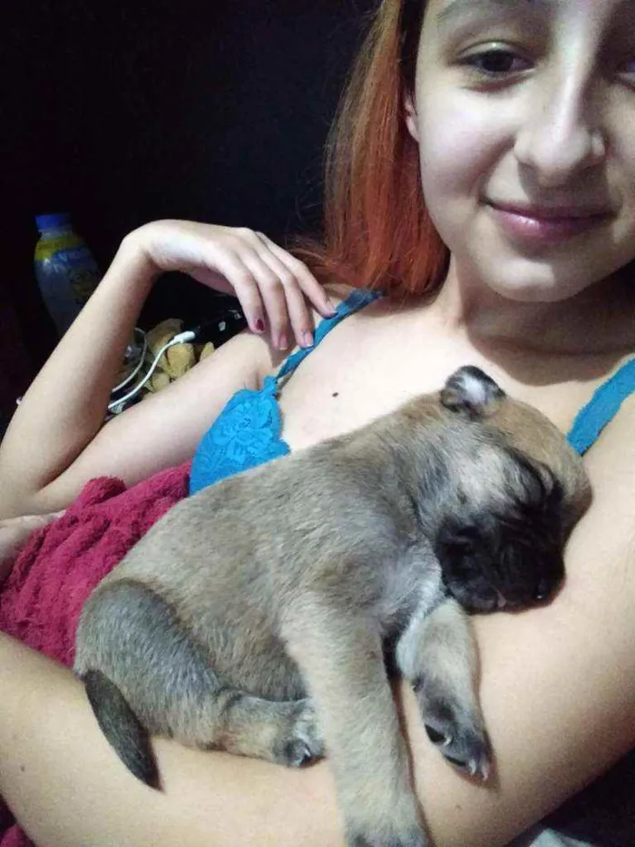 Cachorro ra a Vira lata + Pitbull idade Abaixo de 2 meses nome Filhote