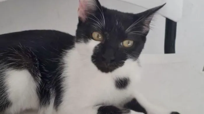 Gato raça SRD-ViraLata idade 7 a 11 meses nome ANNY