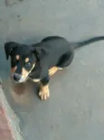 Boby