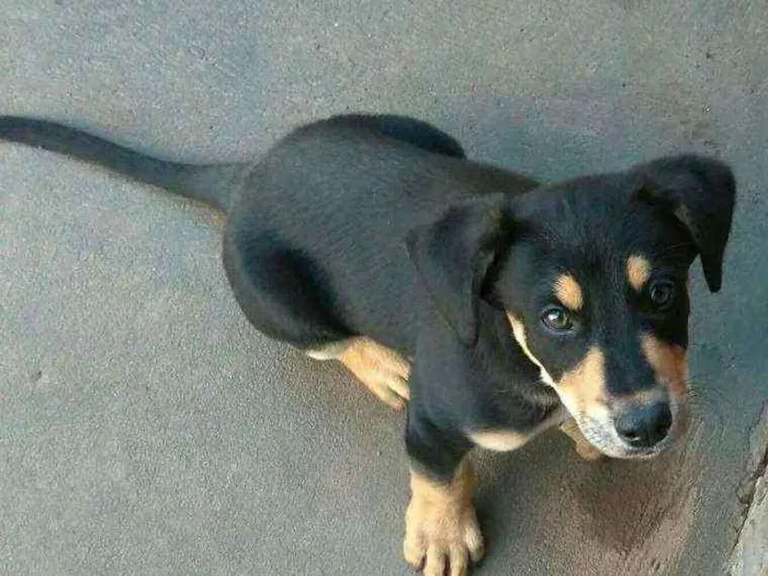 Cachorro ra a Indefinida idade 2 a 6 meses nome Boby
