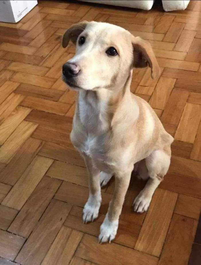 Cachorro ra a SRD idade 2 a 6 meses nome Columbina 