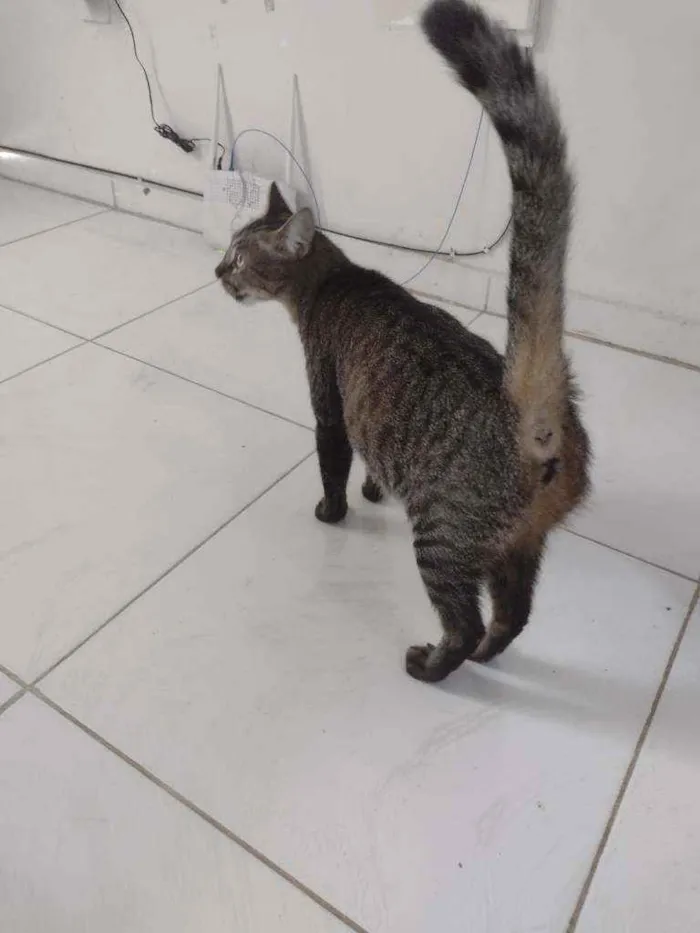 Gato raça  idade 3 anos nome Nins