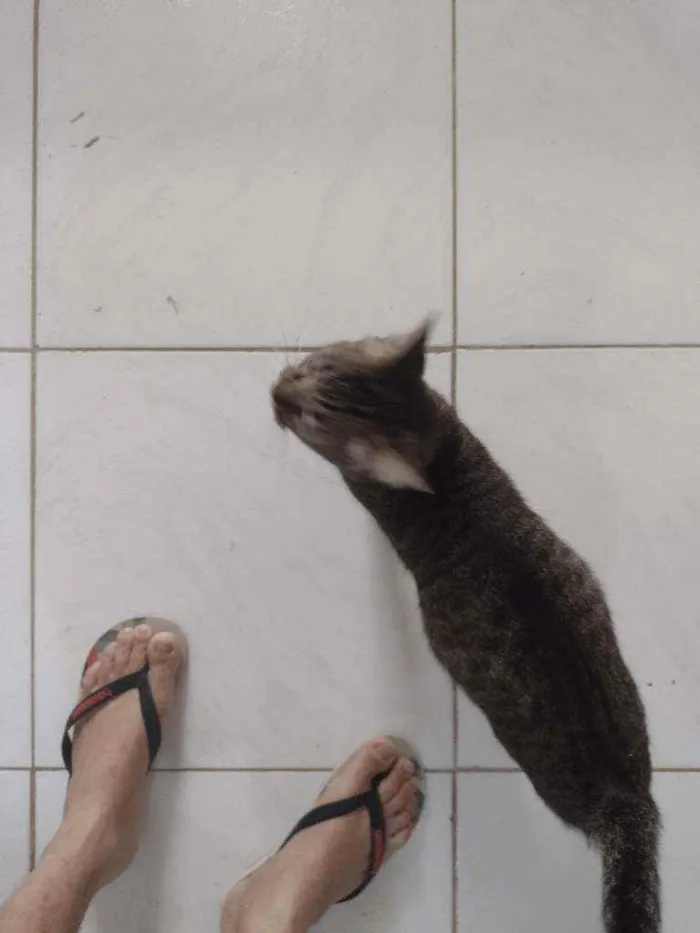 Gato raça  idade 3 anos nome Nins