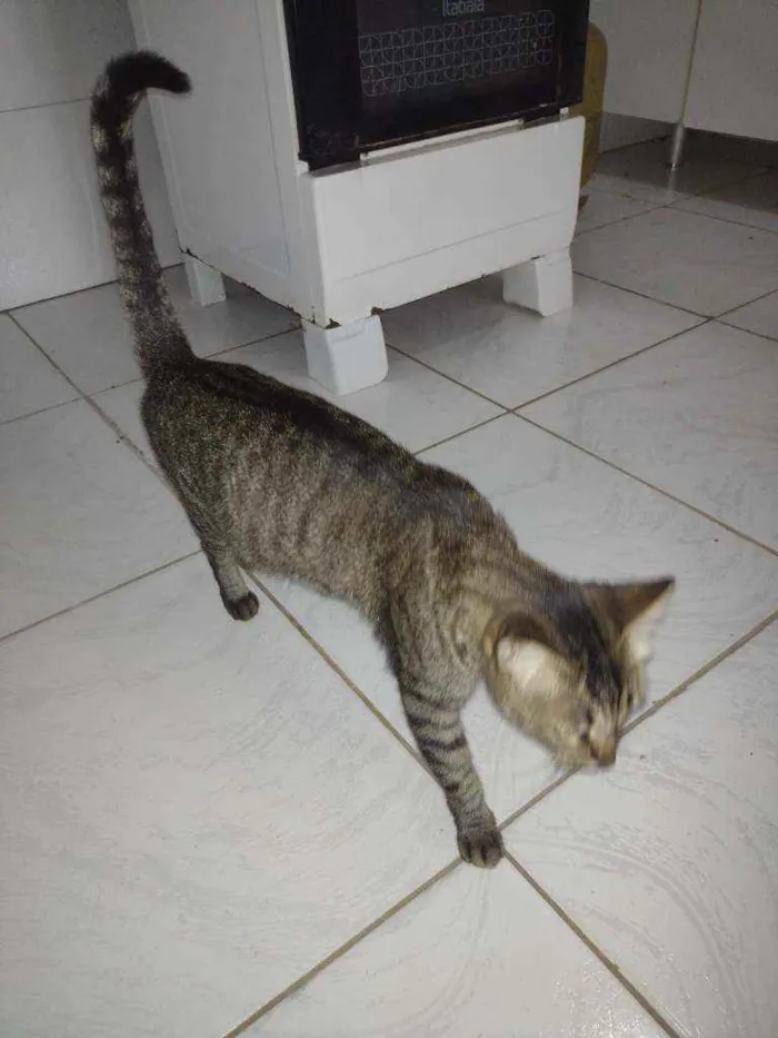 Gato raça  idade 3 anos nome Nins