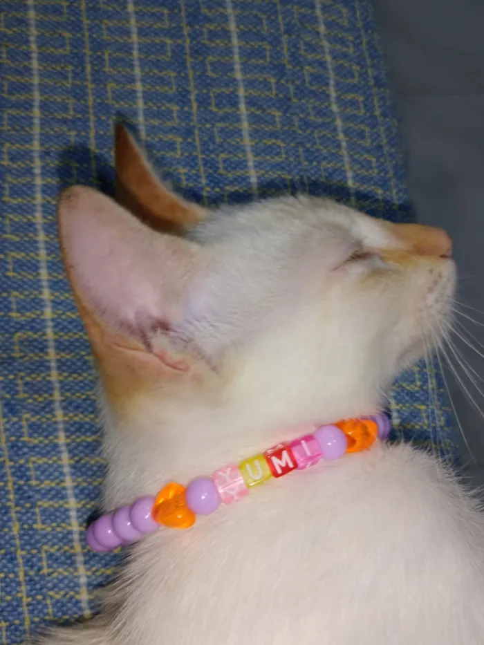 Gato raça Srd idade 2 a 6 meses nome Yumi 