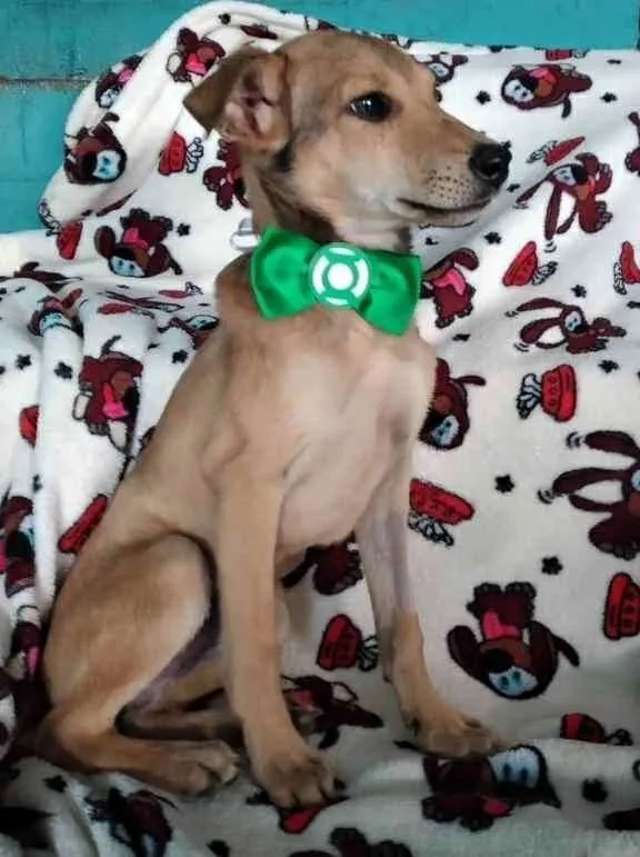 Cachorro raça SRD  idade 2 a 6 meses nome Abacaxi 