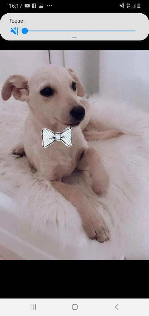 Cachorro ra a SRD idade 2 a 6 meses nome Snow