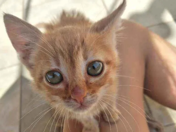 Gato ra a  idade Abaixo de 2 meses nome Loui