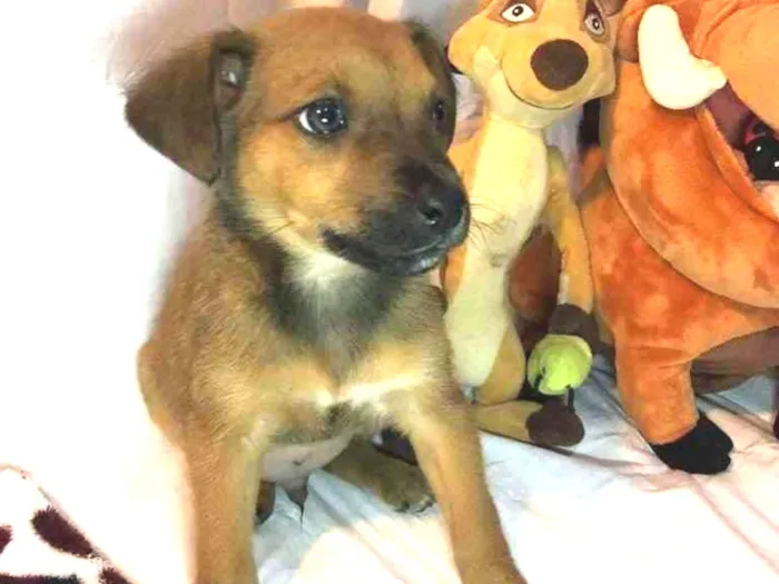 Cachorro raça SRD  idade Abaixo de 2 meses nome Sem Nome