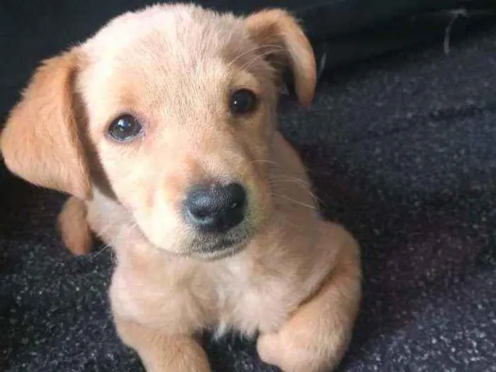 Cachorro ra a Sem raça idade 2 a 6 meses nome Sem nome