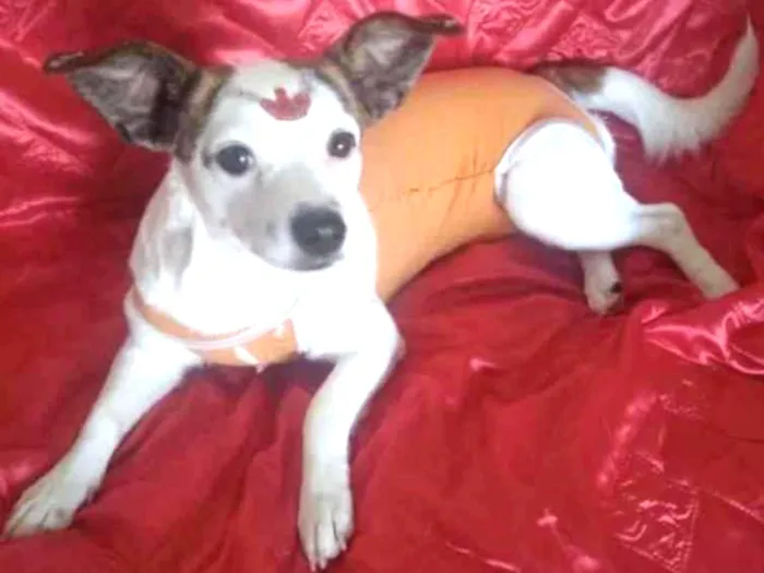 Cachorro ra a Mestiça  idade 1 ano nome Maia 