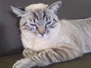 Gato raça Ele é de raça idade 2 a 6 meses nome Michi