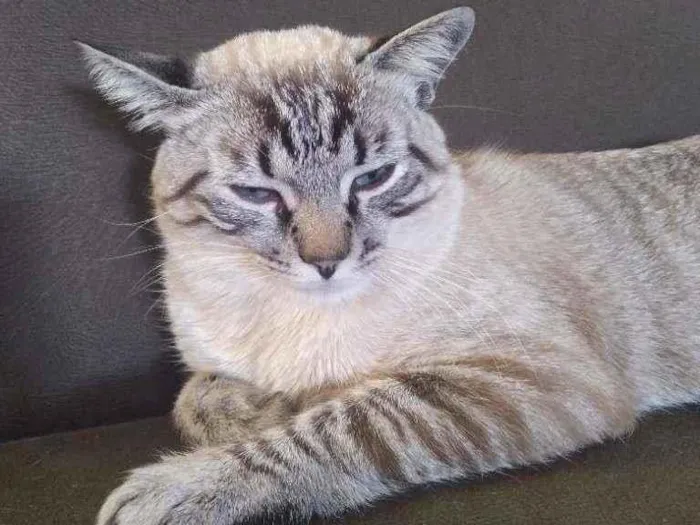 Gato ra a Ele é de raça idade 2 a 6 meses nome Michi