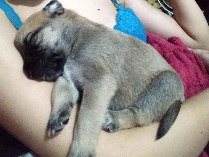 Cachorro ra a Vira lata + Pitbull idade Abaixo de 2 meses nome Filhote
