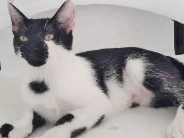 Gato raça SRD-ViraLata idade 7 a 11 meses nome ANNY