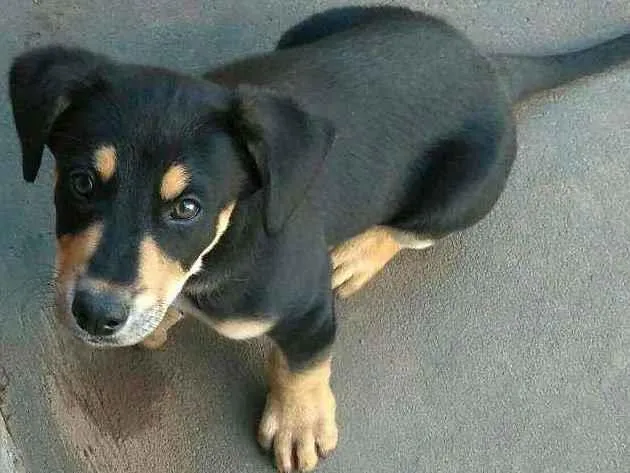 Cachorro ra a Indefinida idade 2 a 6 meses nome Boby