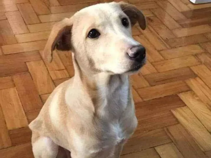 Cachorro ra a SRD idade 2 a 6 meses nome Columbina 