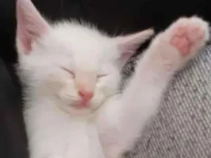 Gato raça Srd idade 2 a 6 meses nome Yumi 