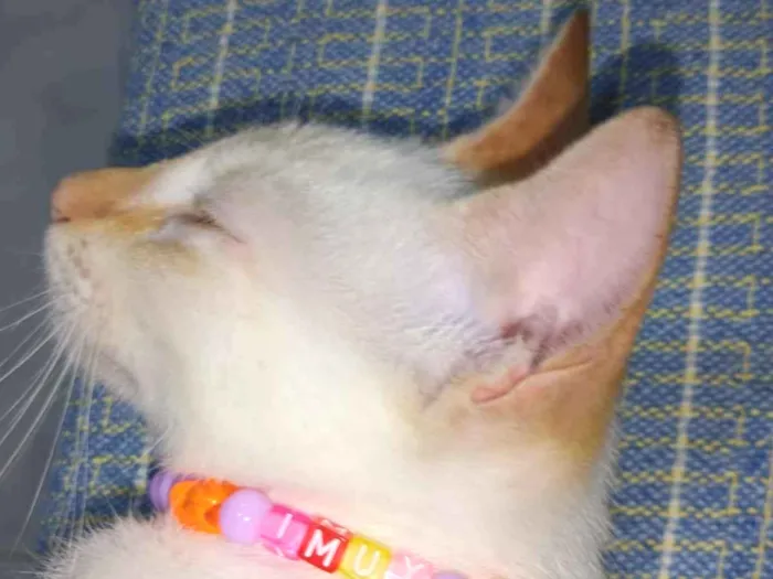 Gato raça Srd idade 2 a 6 meses nome Yumi 