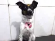 Cachorro raça SRD  idade 1 ano nome Atena 